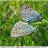 ph arion copula2 volg